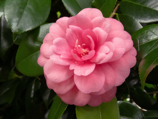 Pink camellia japonica flower surrounded by glossy green leaves