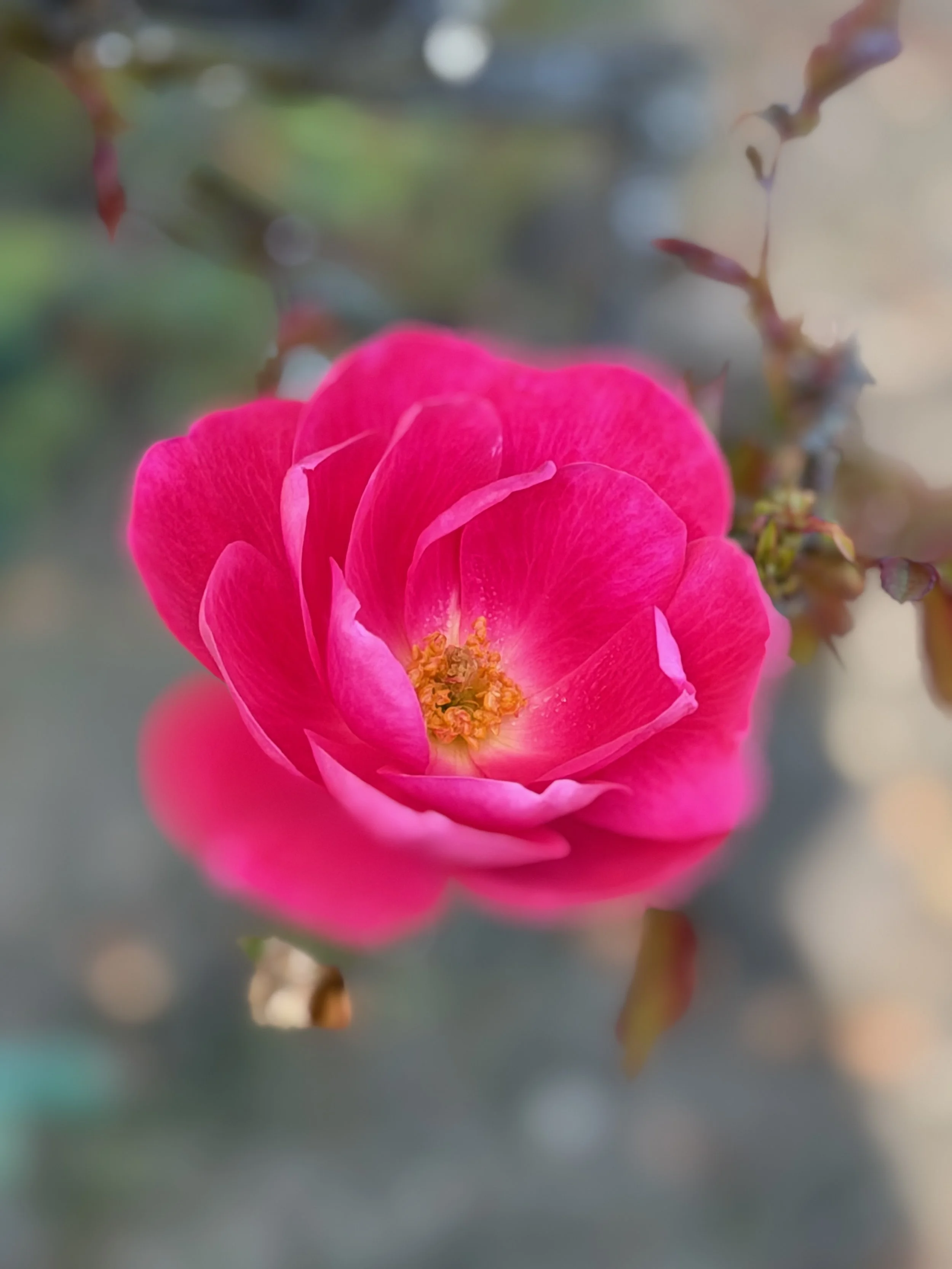 A vivid deep pink rose opens to reveal a golden center, its sof petals standing out against a blurred garden background.