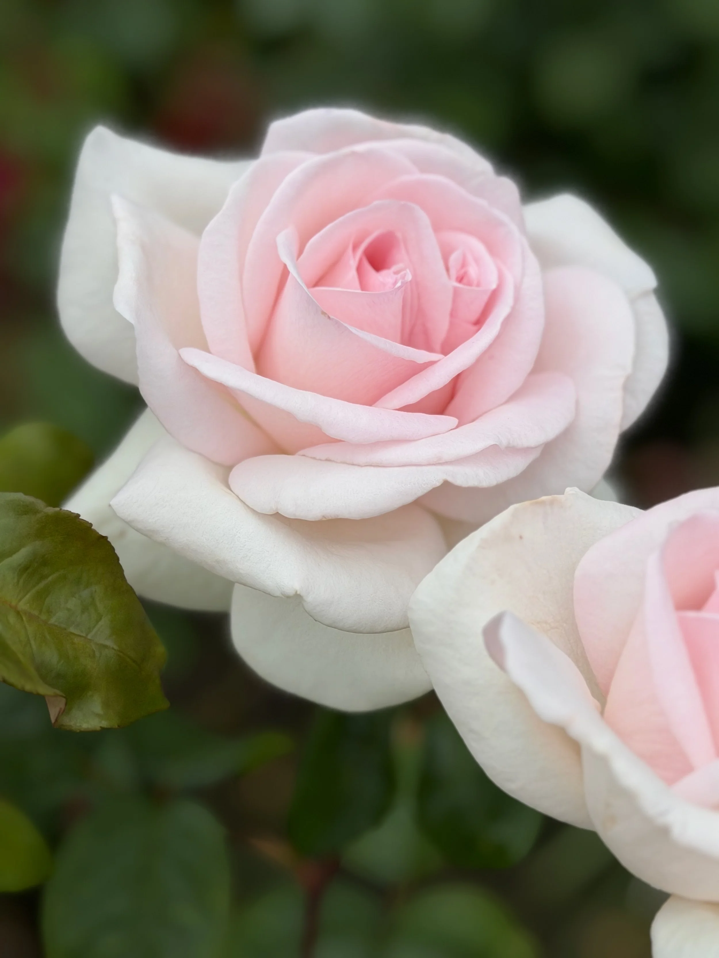 A pale blush-pink rose unfolds among creamy white petals, with a second rose partially visible against dark green foliage.