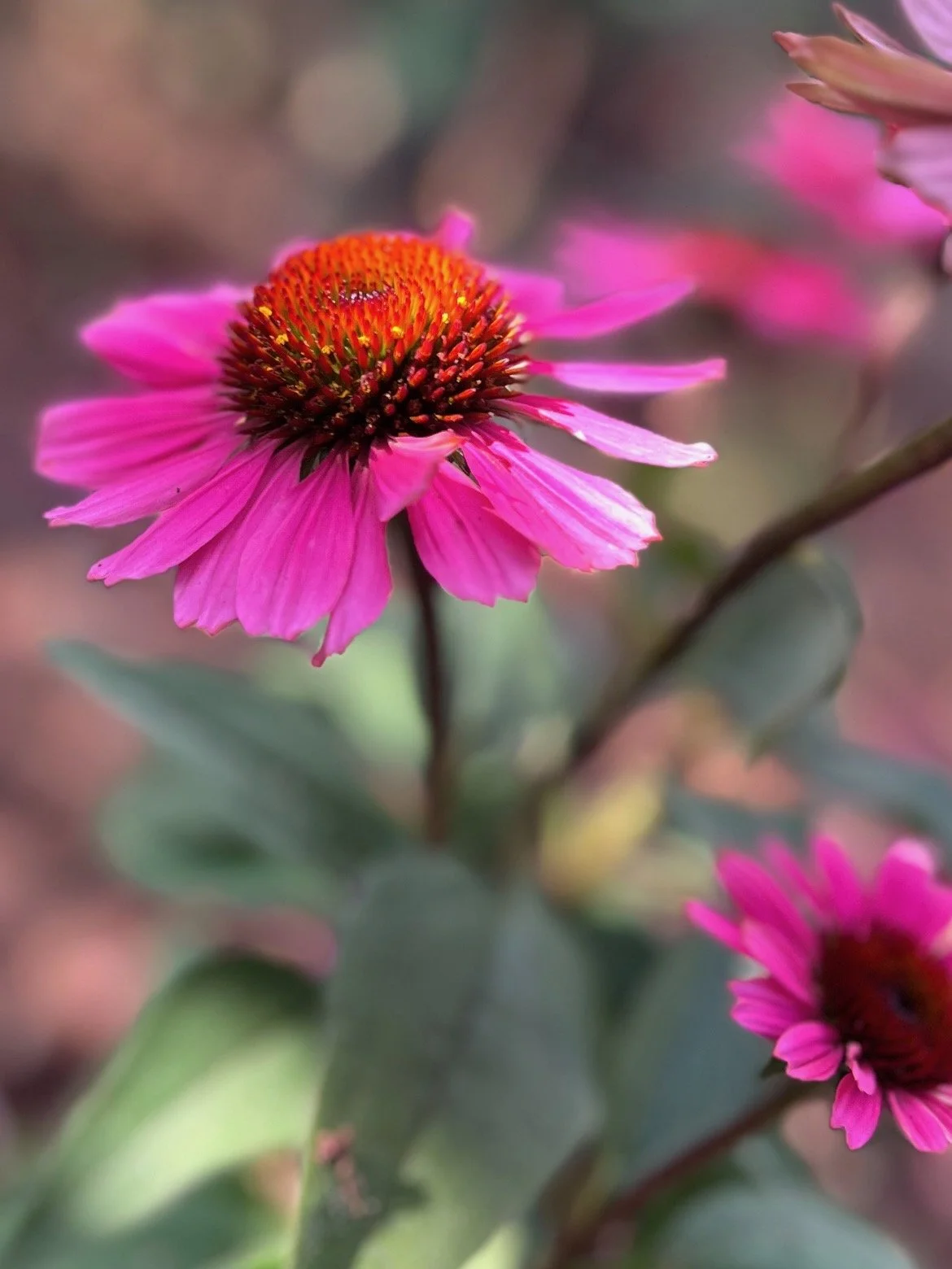 A vibrant pink-purple coneflower with a copper-orange center rises above softle blurred flowers and foliage.
