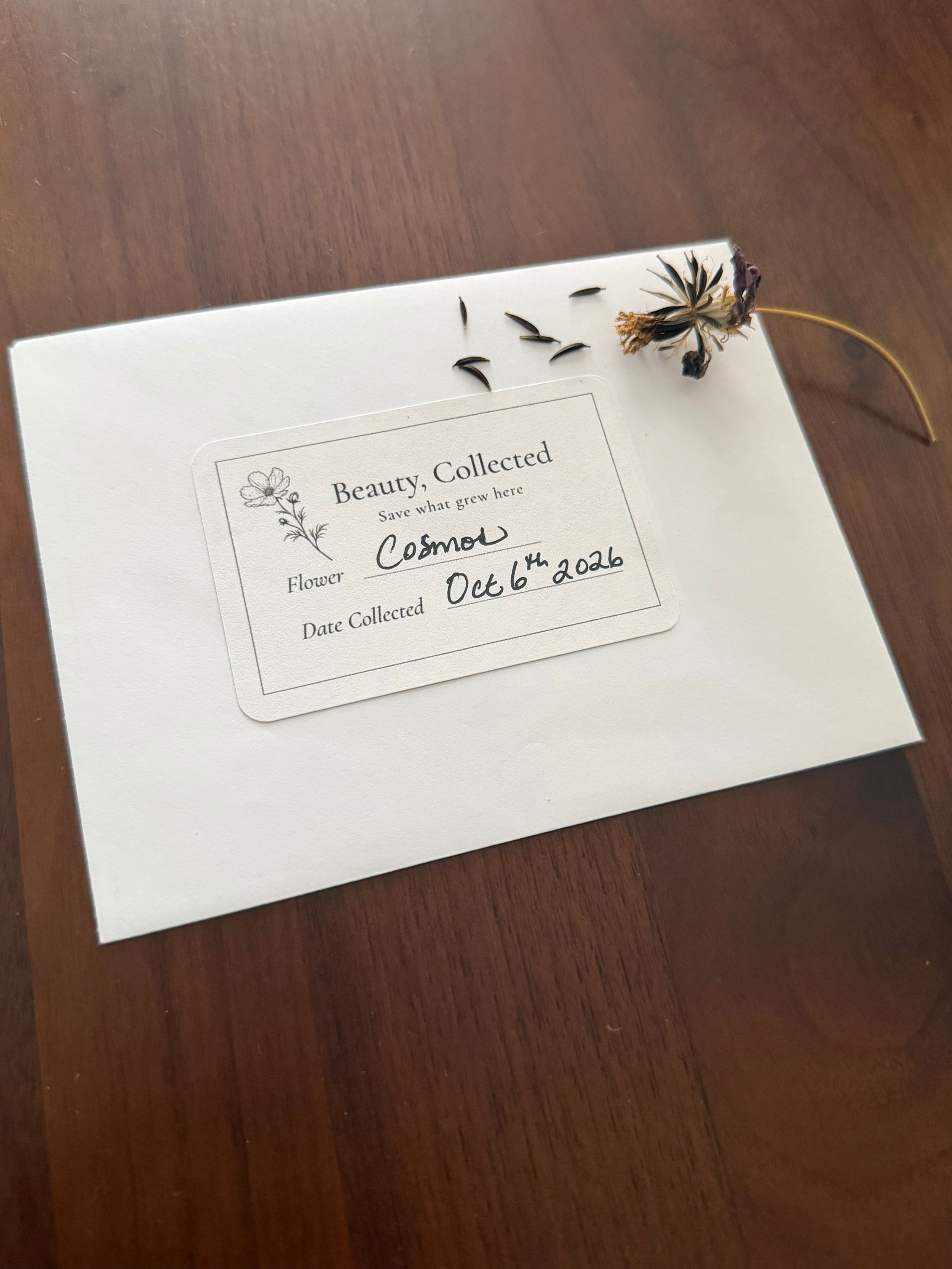 Labeled cosmos seed envelope with dried flower head and loose seeds on a walnut table