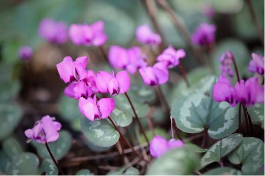 Pink-purple cyclamen flowers rising above patterned green leaves.