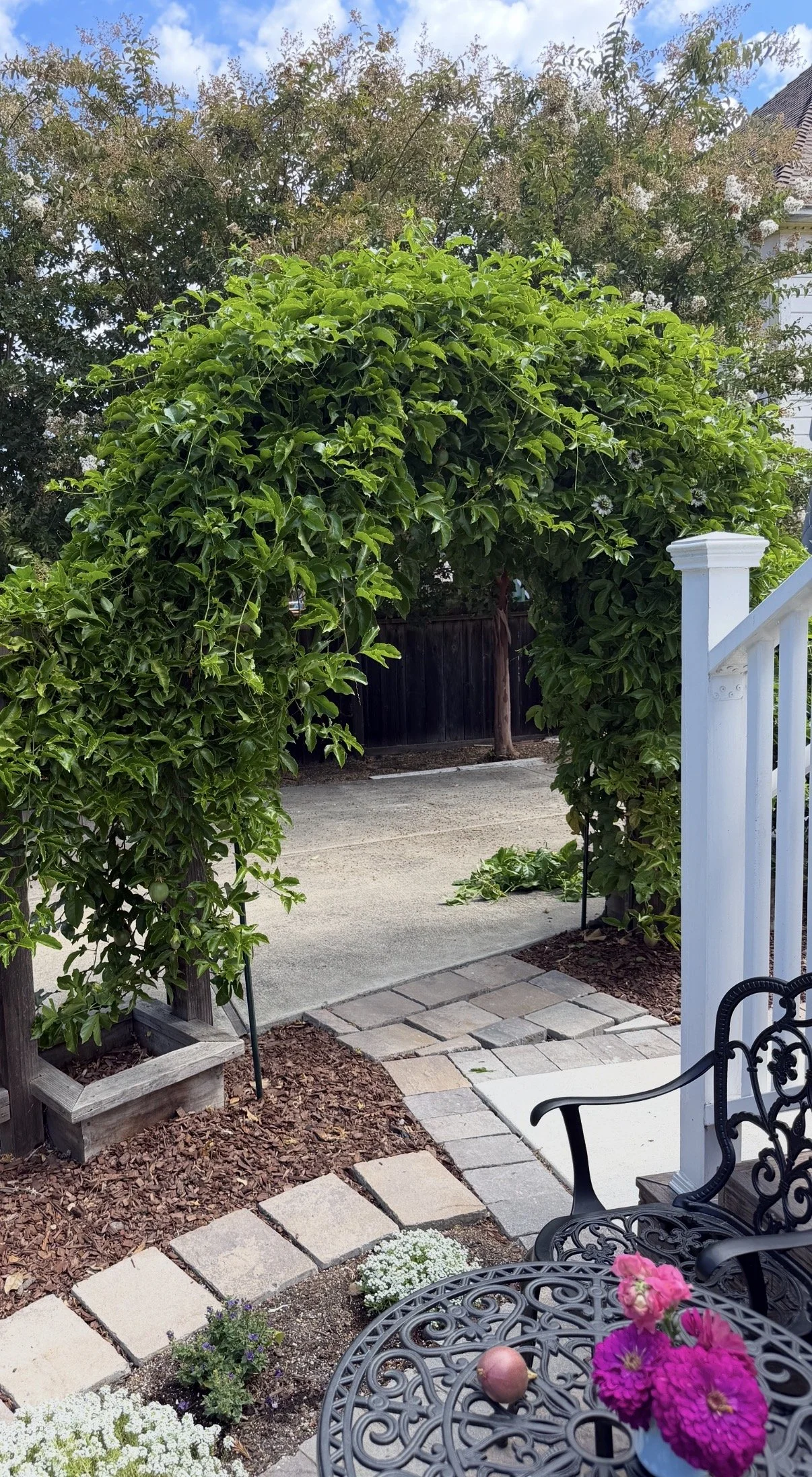 Passionfruit vine growing over garden arbor beside a small bistro table