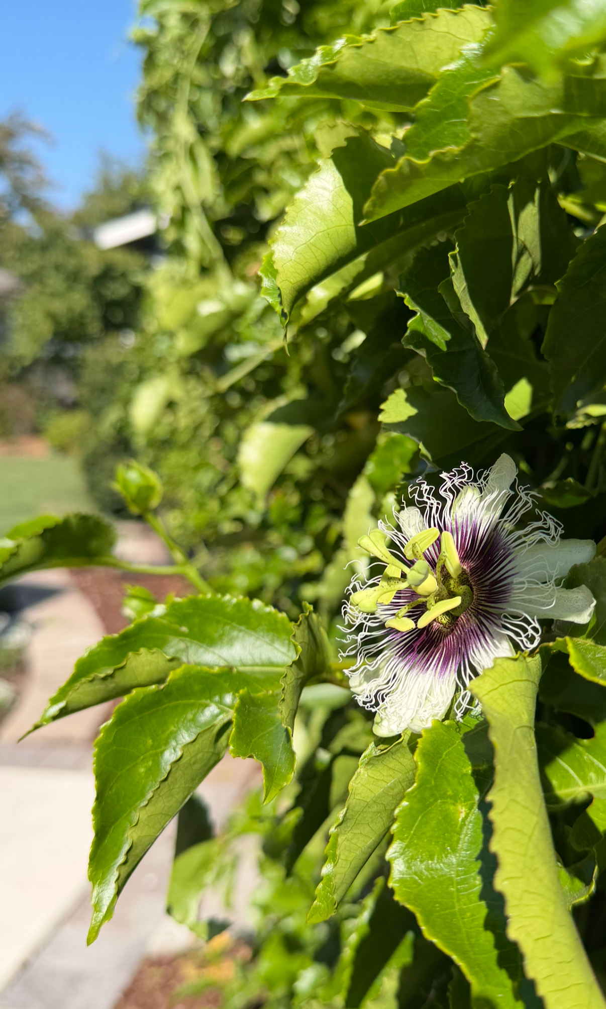 Passionflower blooming on the passionfruit vine in the garden