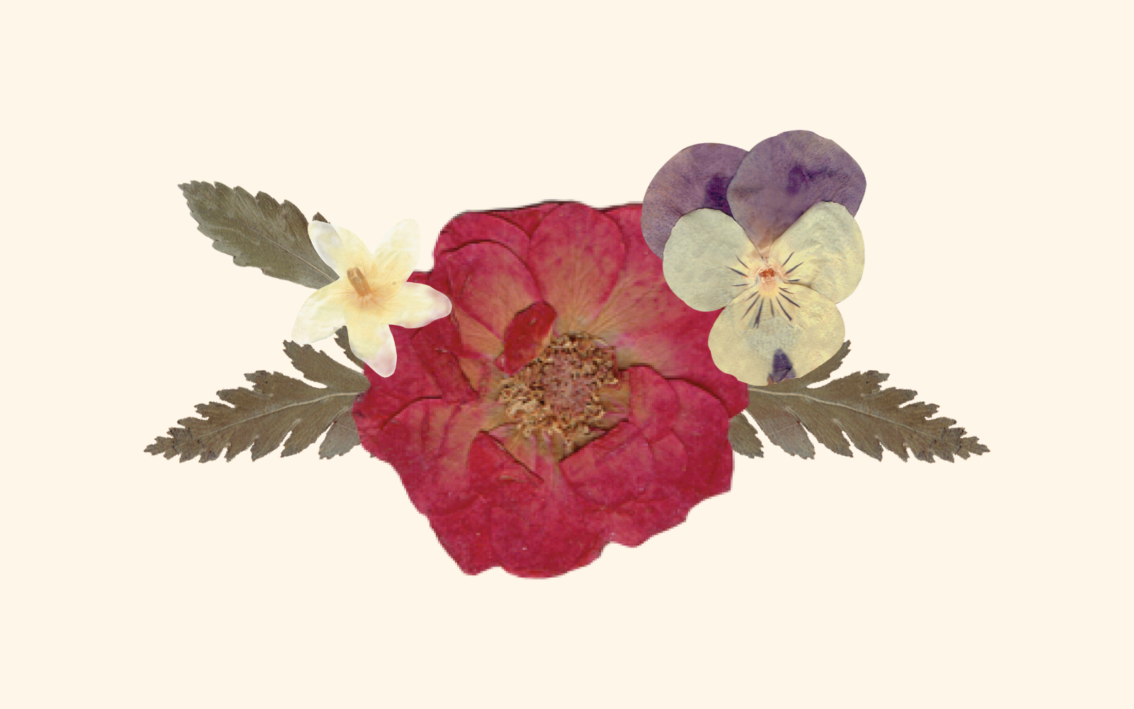 An arrangement of pressed flowers and delicate foliage, including a deep pink rose, pale pansies, and delicate white blossoms