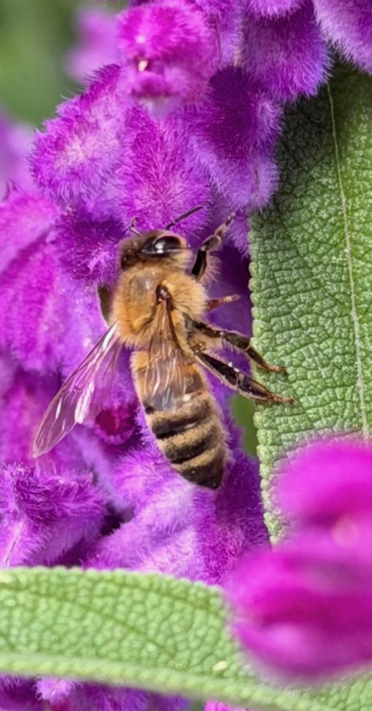 A golden-brown honeybee gathers nectar among fuzzy, vibrant purple blossoms and richly textured leaves.