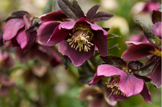 Deep plum and pink hellebore flowers with nodding blooms