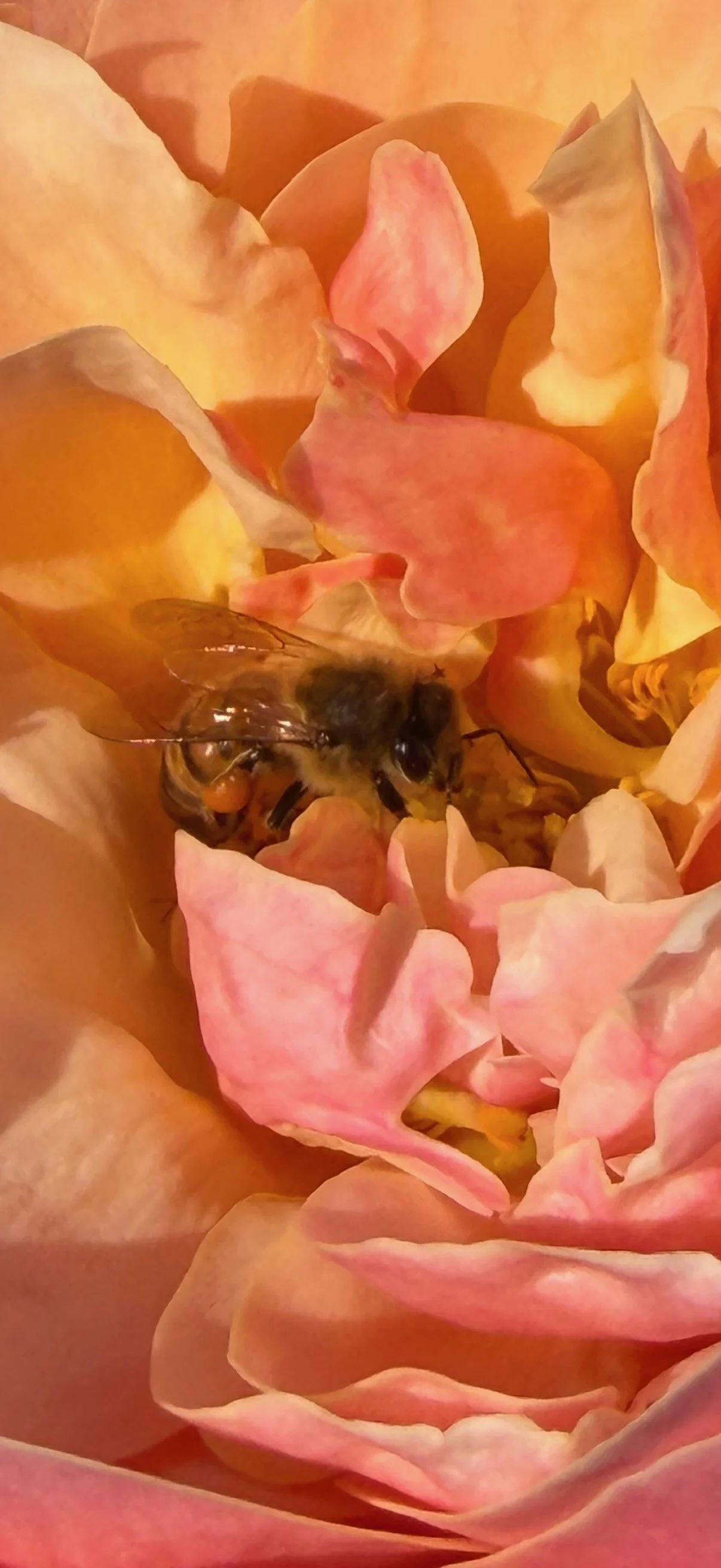 A honeybee nestled deep within the layered petals of a rose in shades of blush pink, peach, and golden yellow.