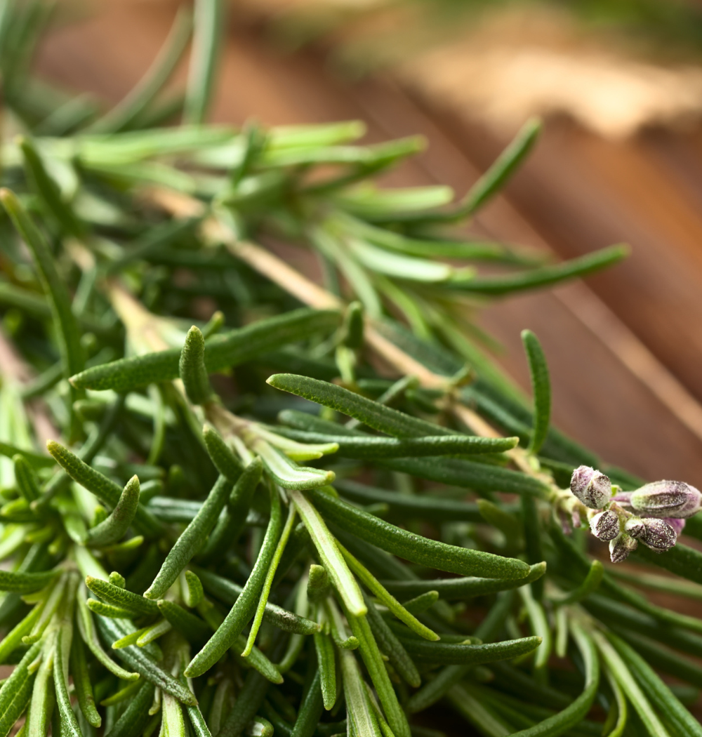 Fresh green rosemary sprigs in a close-up photograph with a softly blurred background