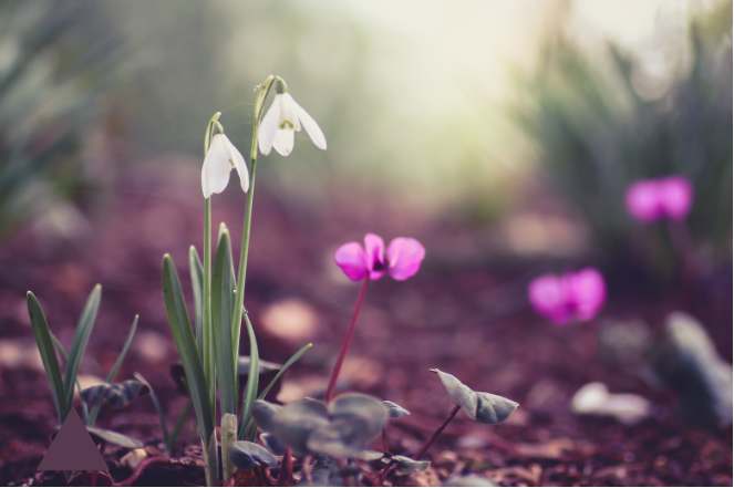Snowdrops and pink cyclamen blooming in a winter garden