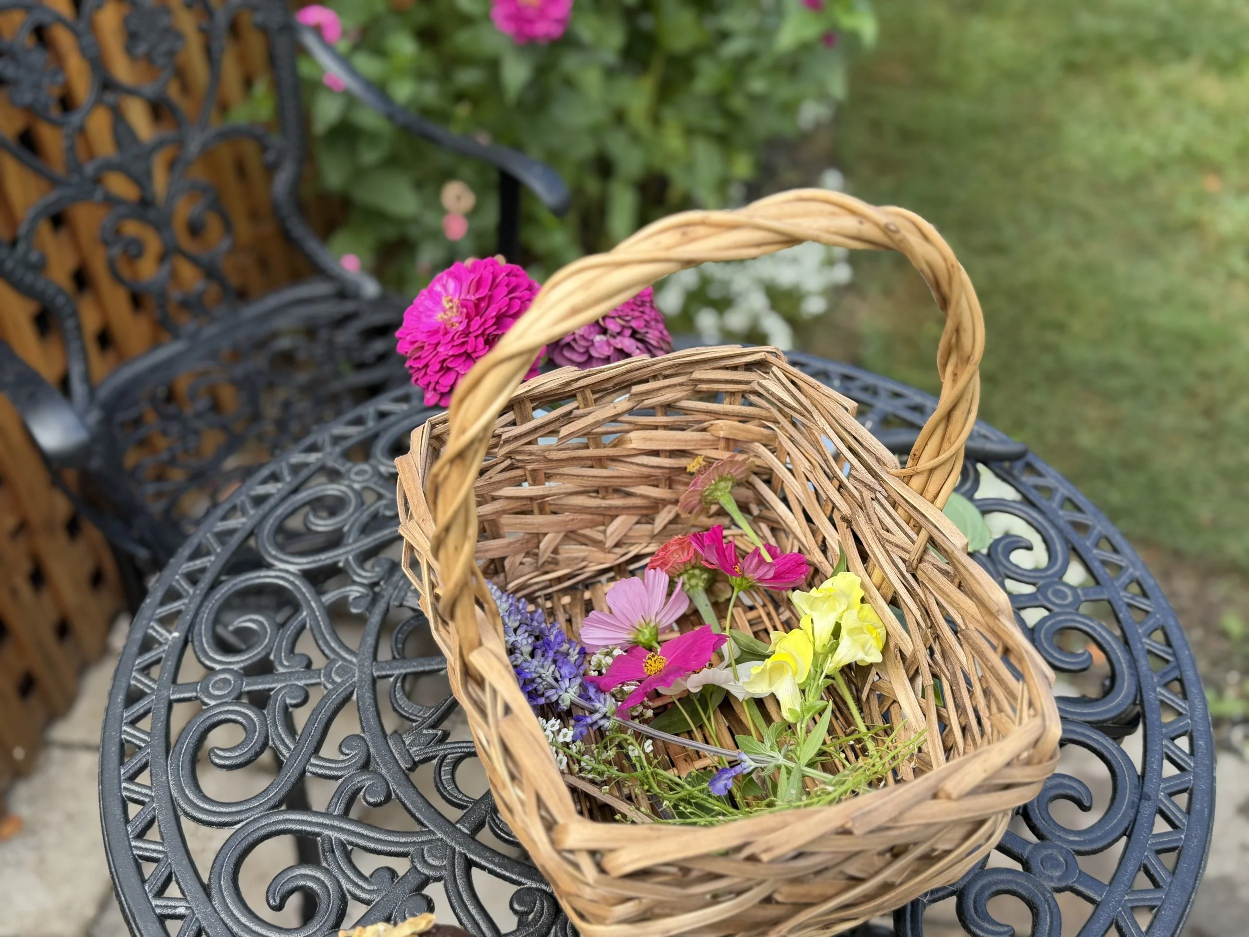 Freshly cut cosmos, zinnias, salvia and snapdragons gathered in a wicker basket