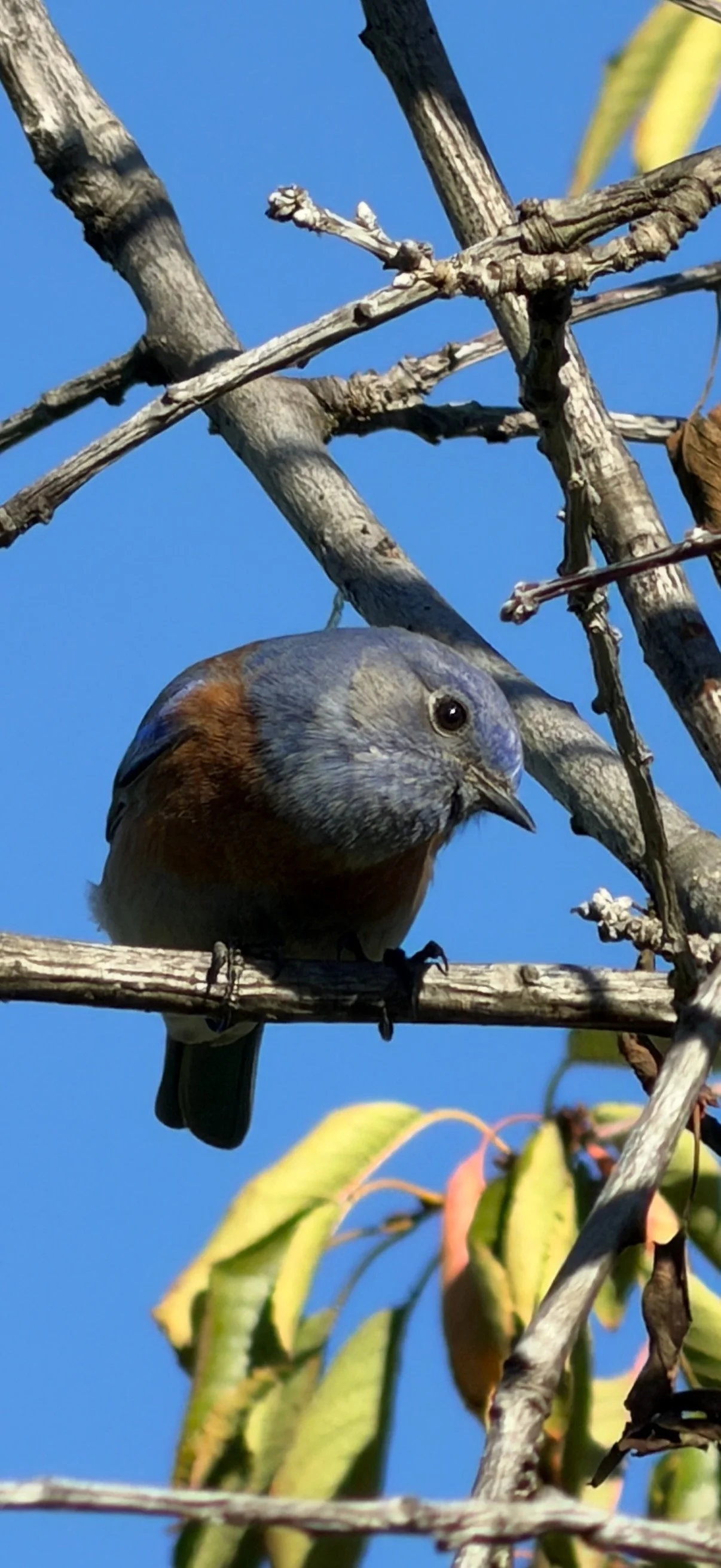 A bluebird with slate-blue feathers and rusty-brown patches on its wings perches inquisitively among bare branches against a brilliant blue sky.