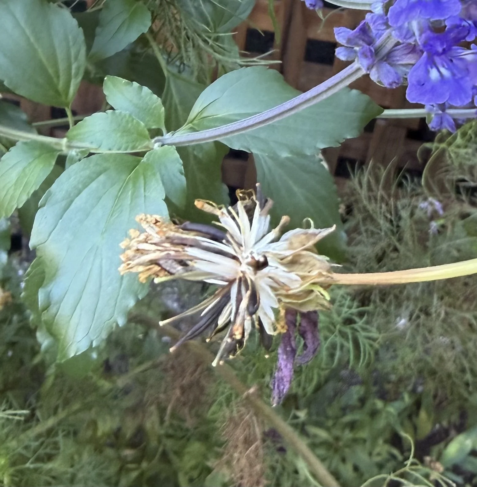 Dried cosmos seed head among green foliage and purple salvia