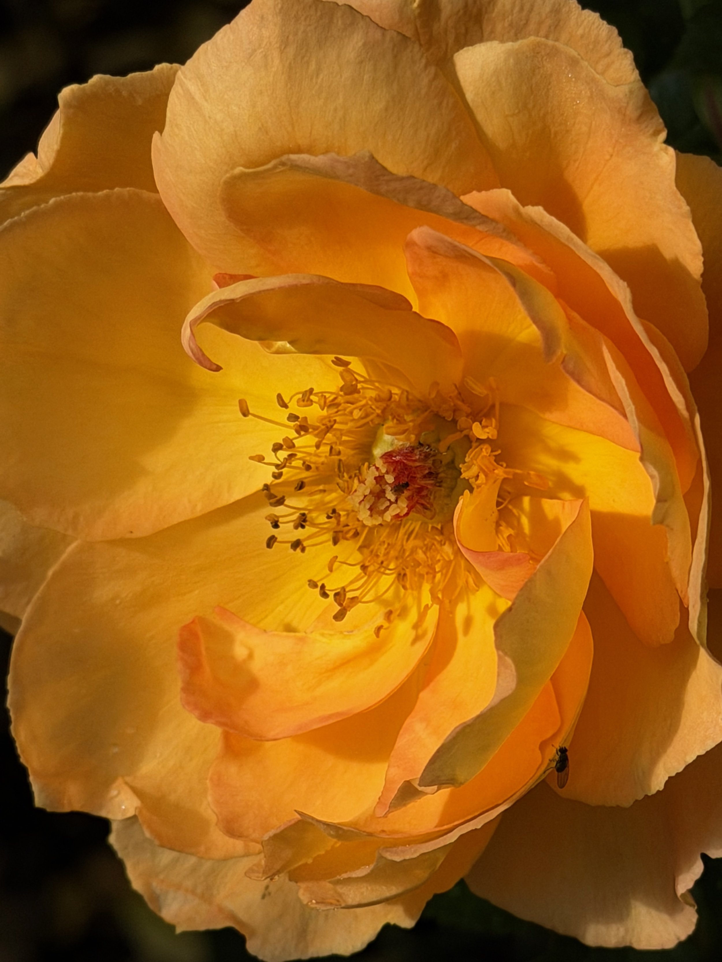 A close-up of a golden-yellow flower, its layered petals glowing in warm amber and orange tones around a richly textured center.