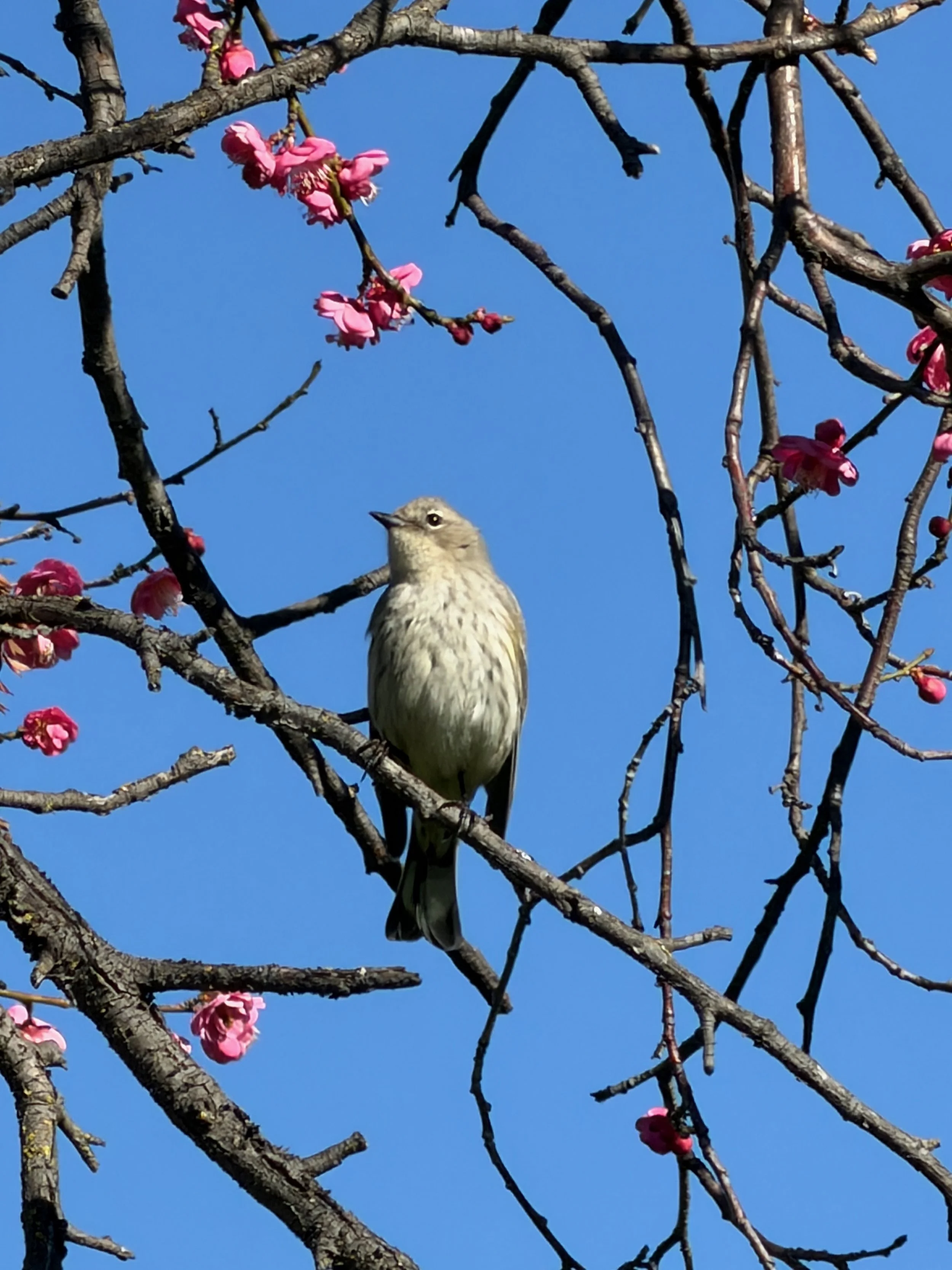 A small pale songbird with softly streaked chest perches among slender branches dotted with pink blossoms against a clear blue sky.