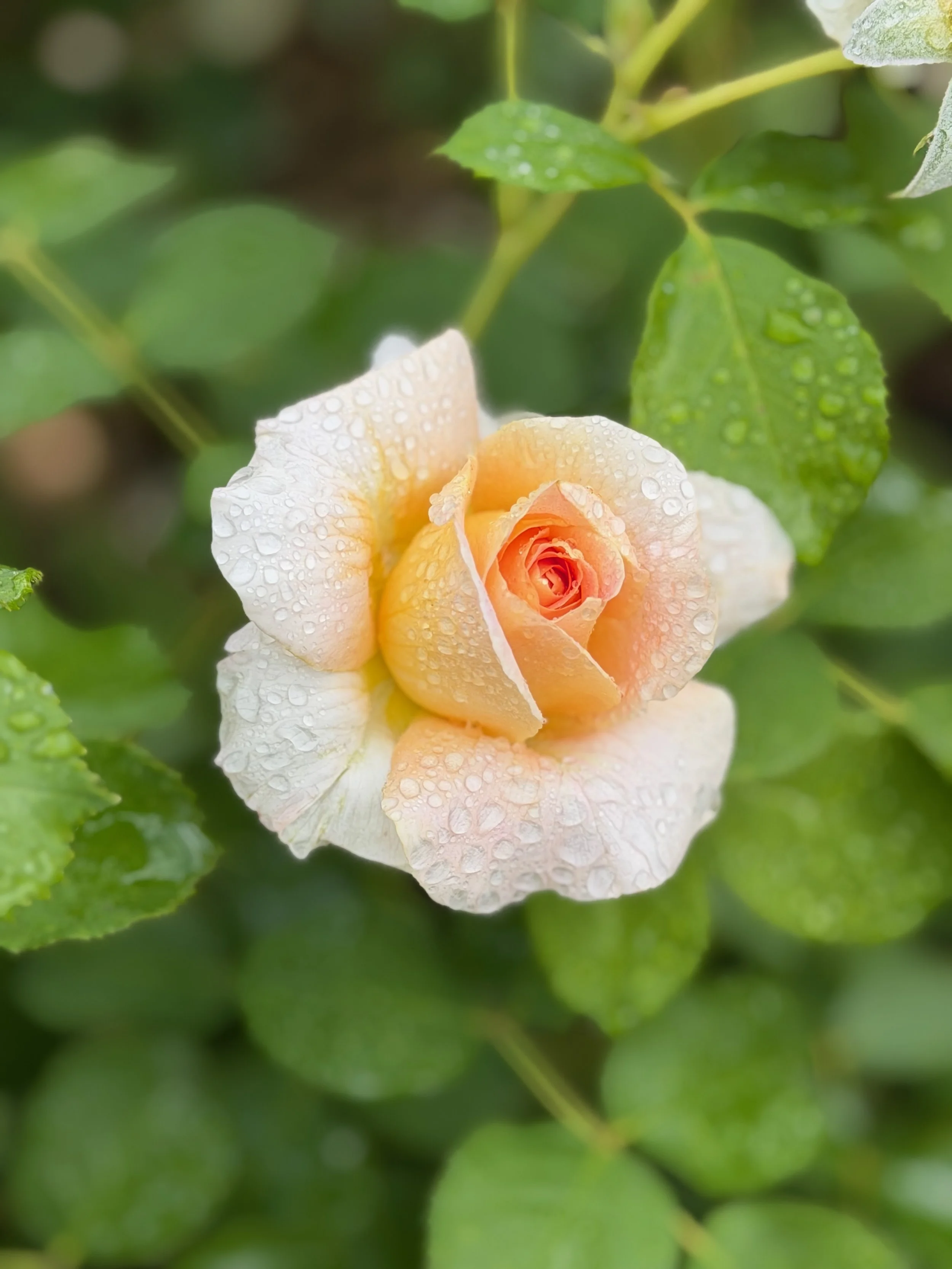 A delicate cream-colored rose with a warm peach center blooms among fresh green leaves.