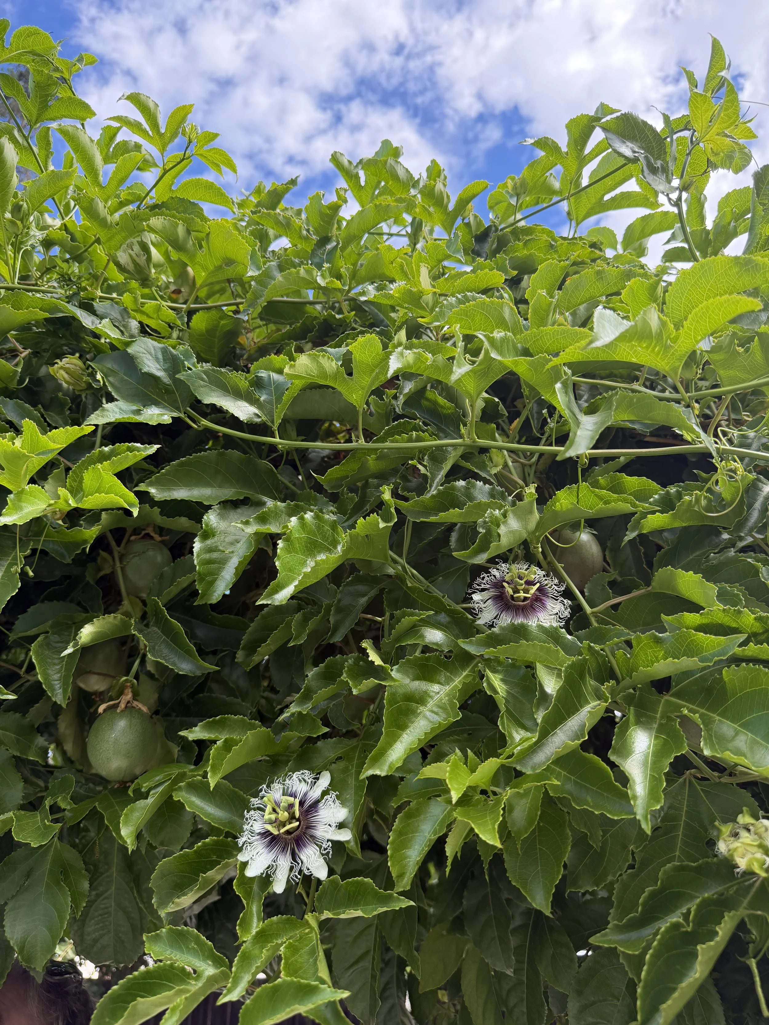 Passionflowers and green passionfruit growing together on the vine