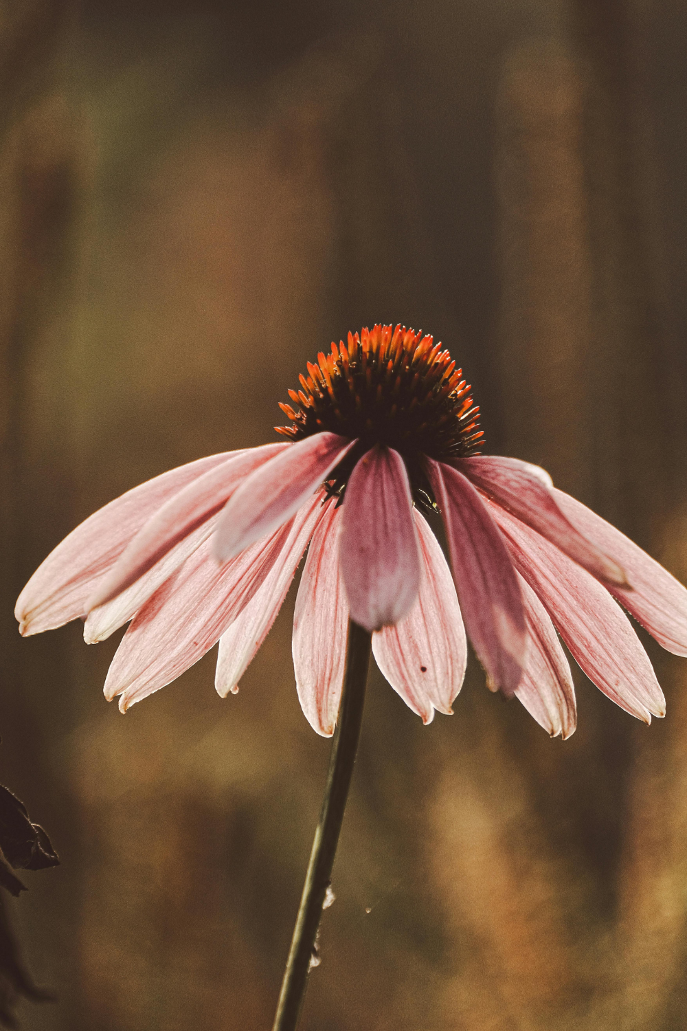 Pink coneflower beginning to fade in the late season garden