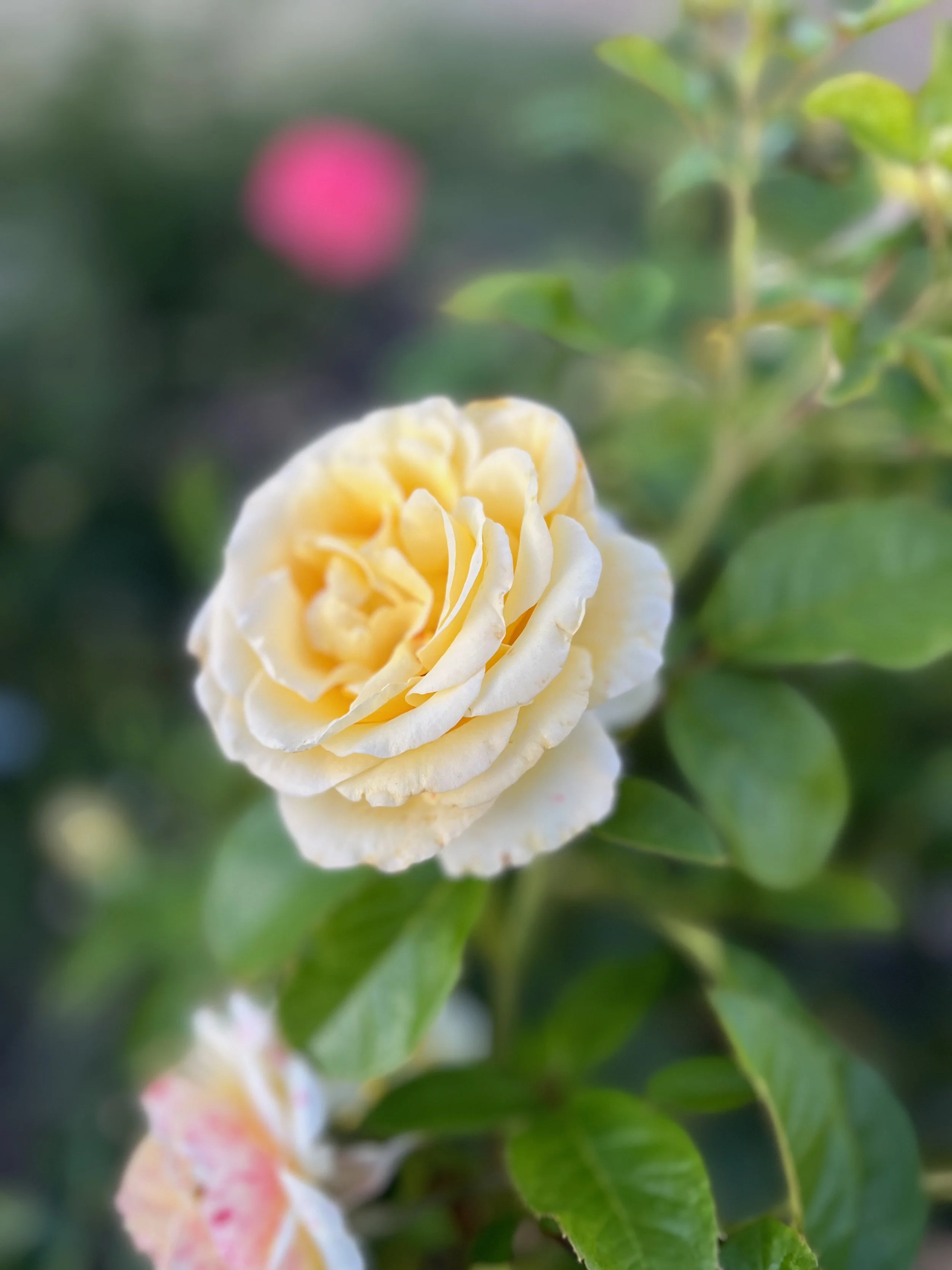 A soft yellow rose blooms among glossy green leaves, with a touch of pink softly blurred in the garden beyond.
