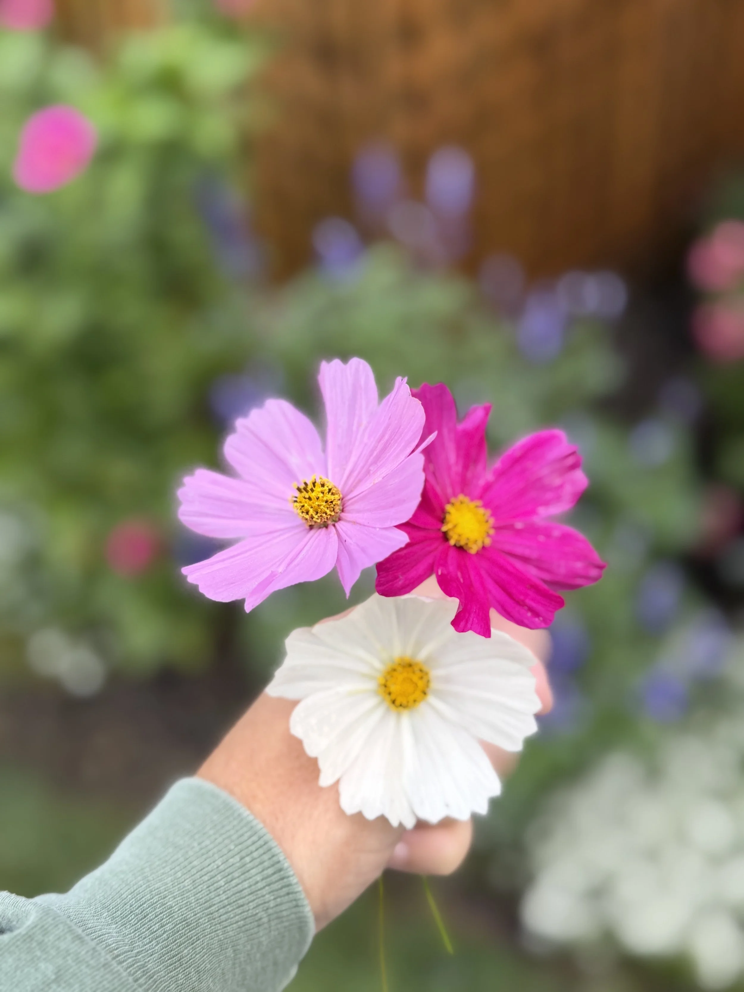 Three pink and white cosmos held together in the garden