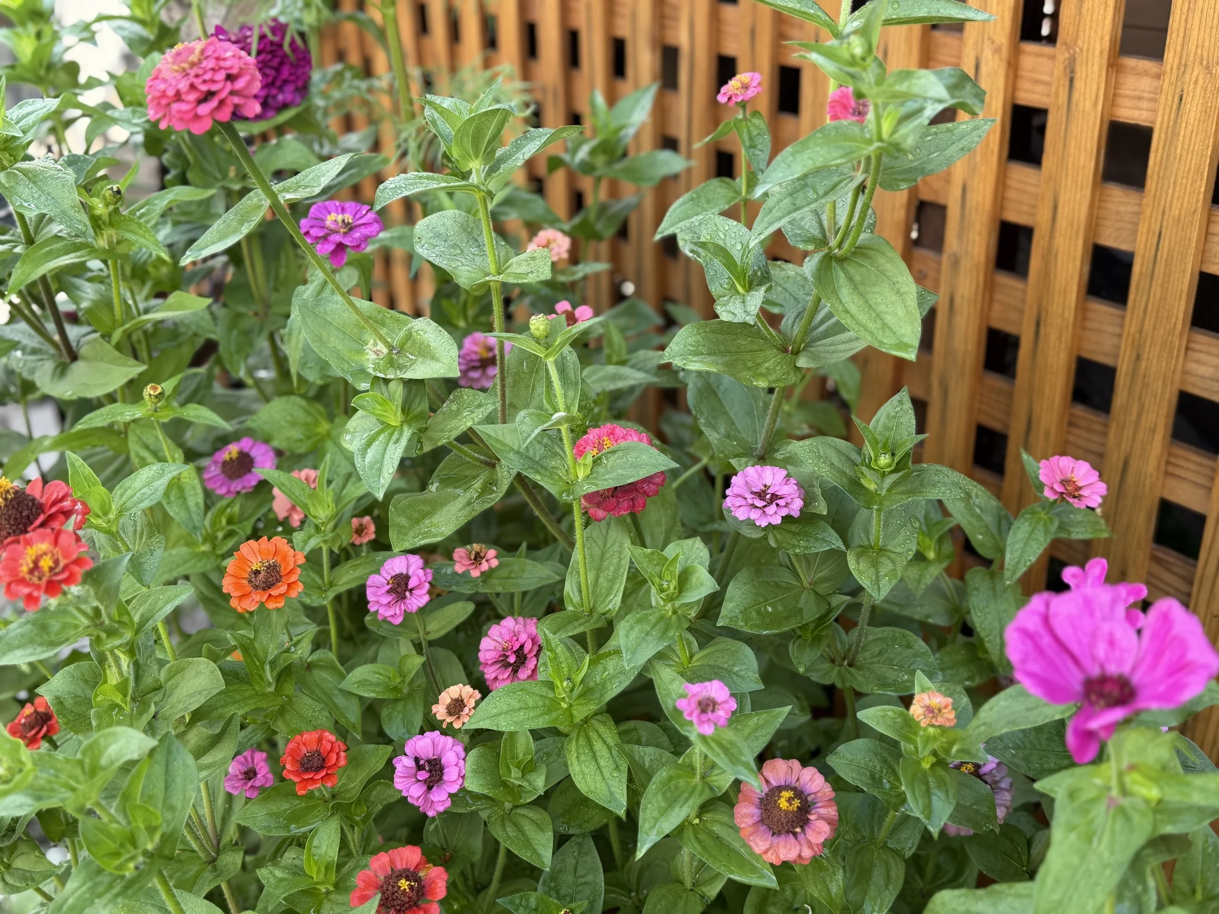 Colorful zinnias blooming in the September cutting garden