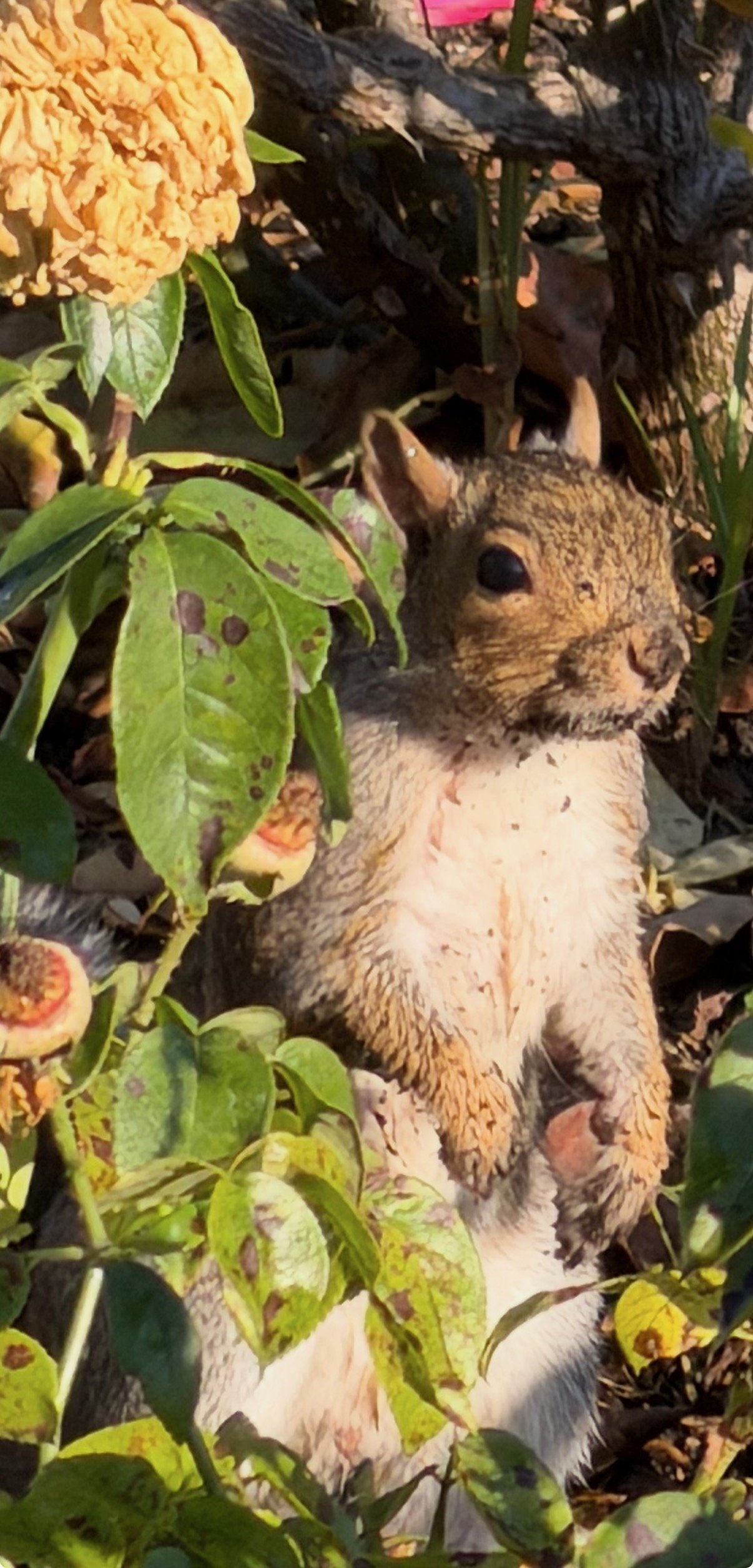 A little squirrel with muddy fur sits upright among sunlit green leaves, its tiny front paws tucked close to its chest.
