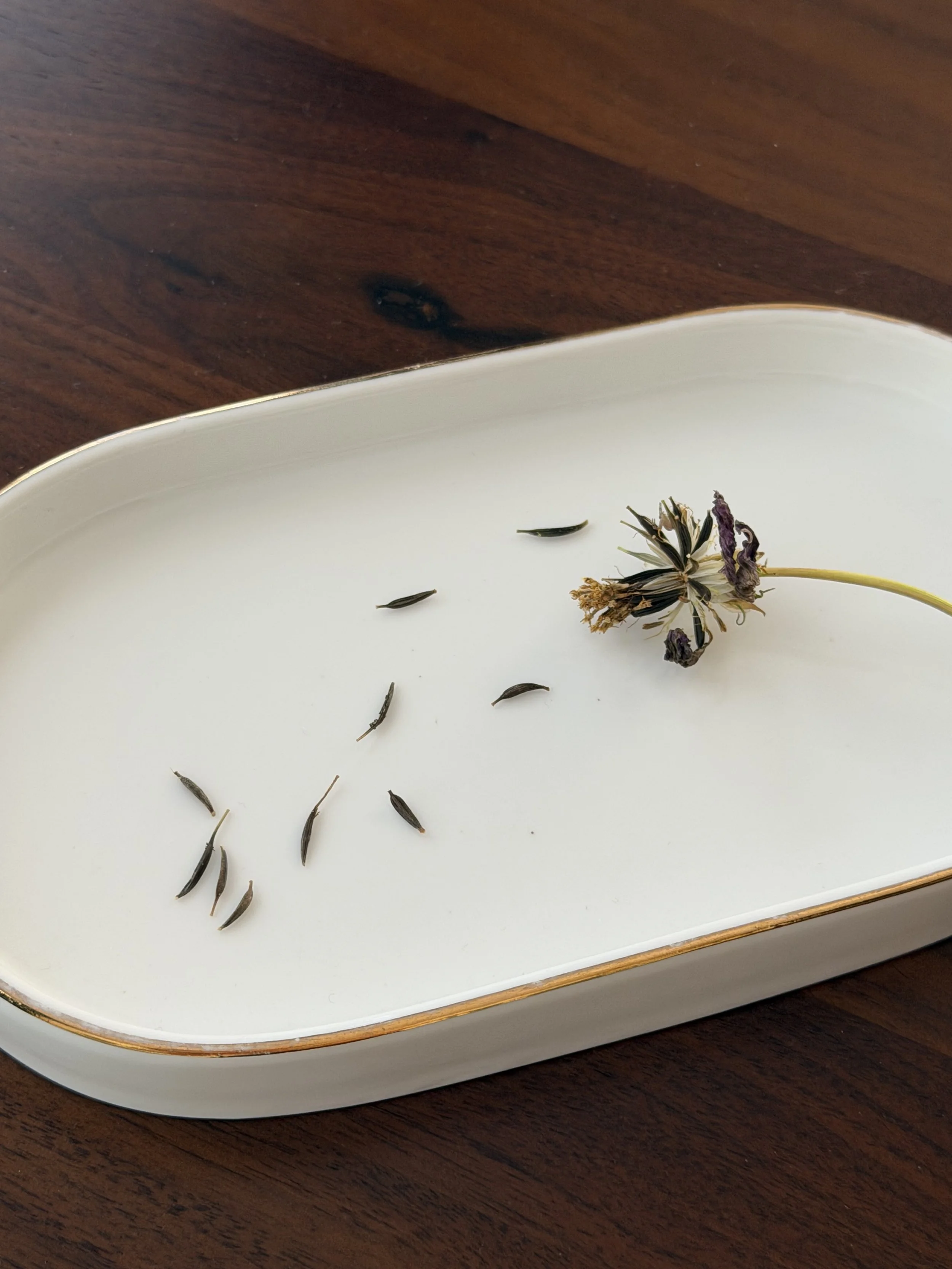 Dried cosmos seed head and loose seeds on a white and gold tray