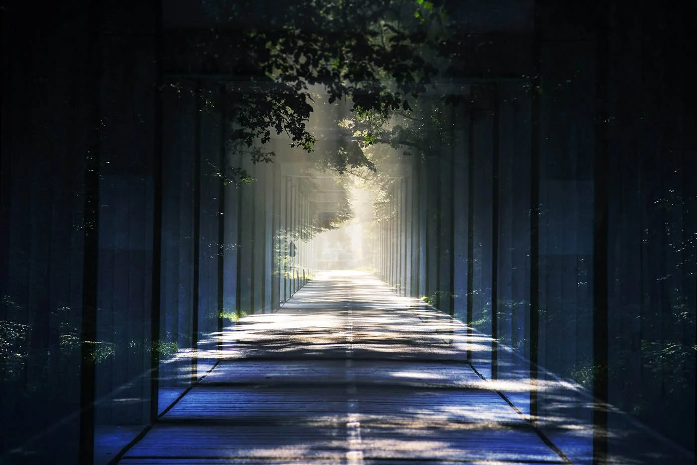 Passerelle en bois dans une forêt, avec lumière passant à travers les arbres et créant des ombres sur le sol.
