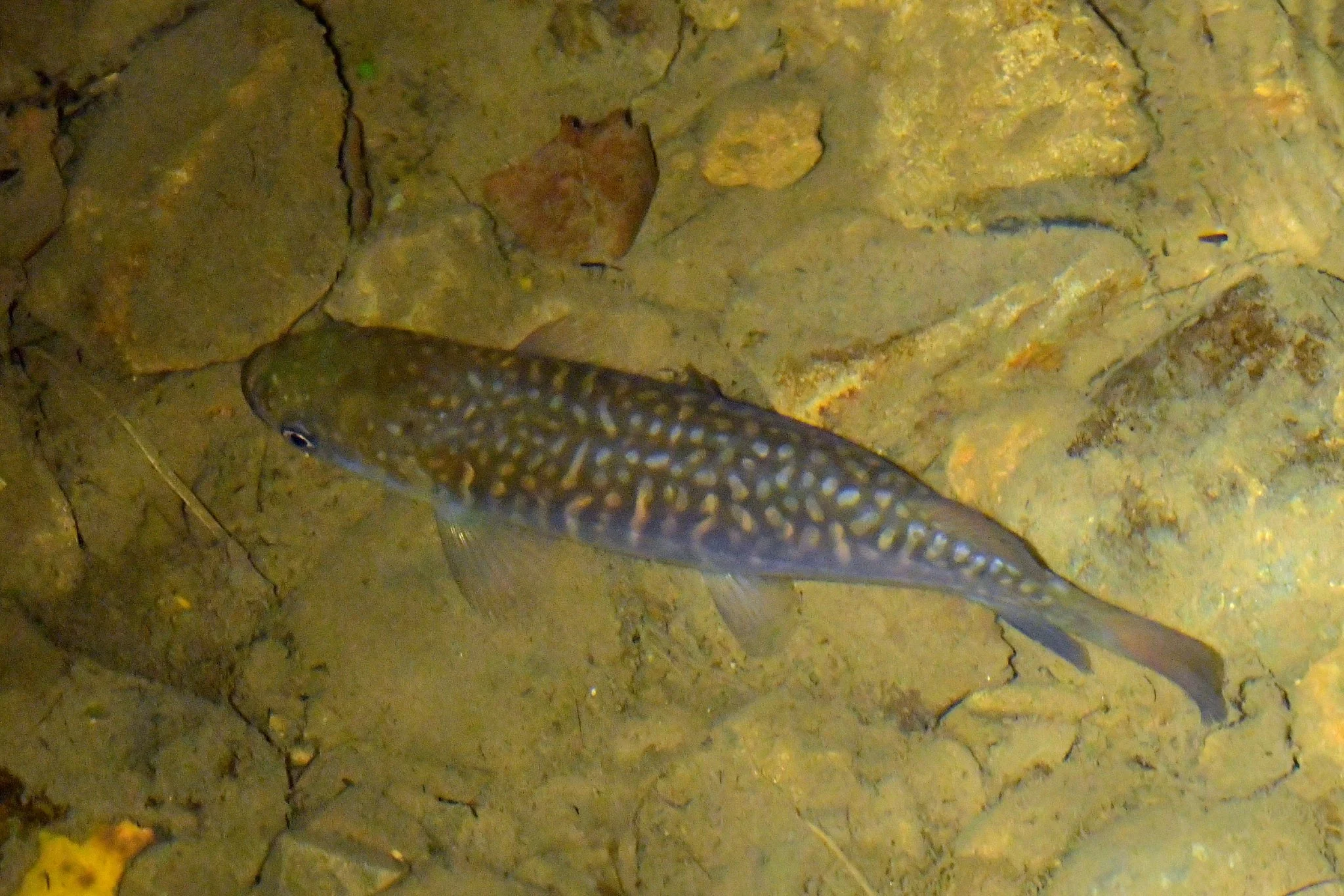 Galaxias argenteus (giant kōkopu)