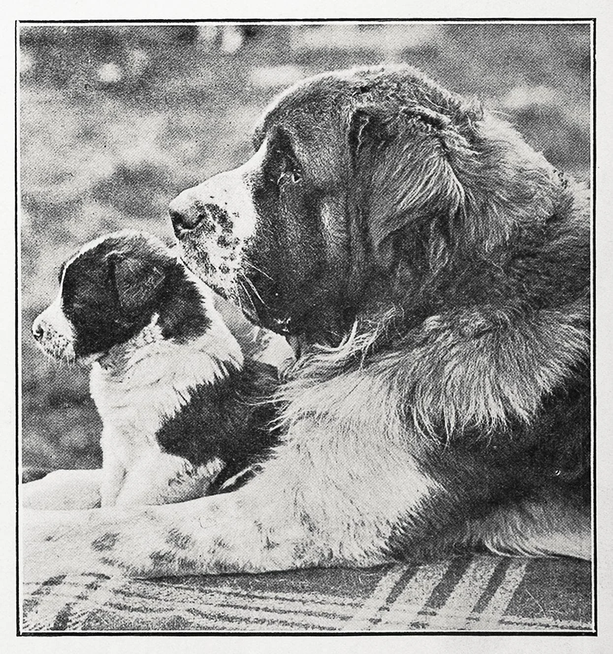 Black and white image of a St Bernard and its pup. Very cute!