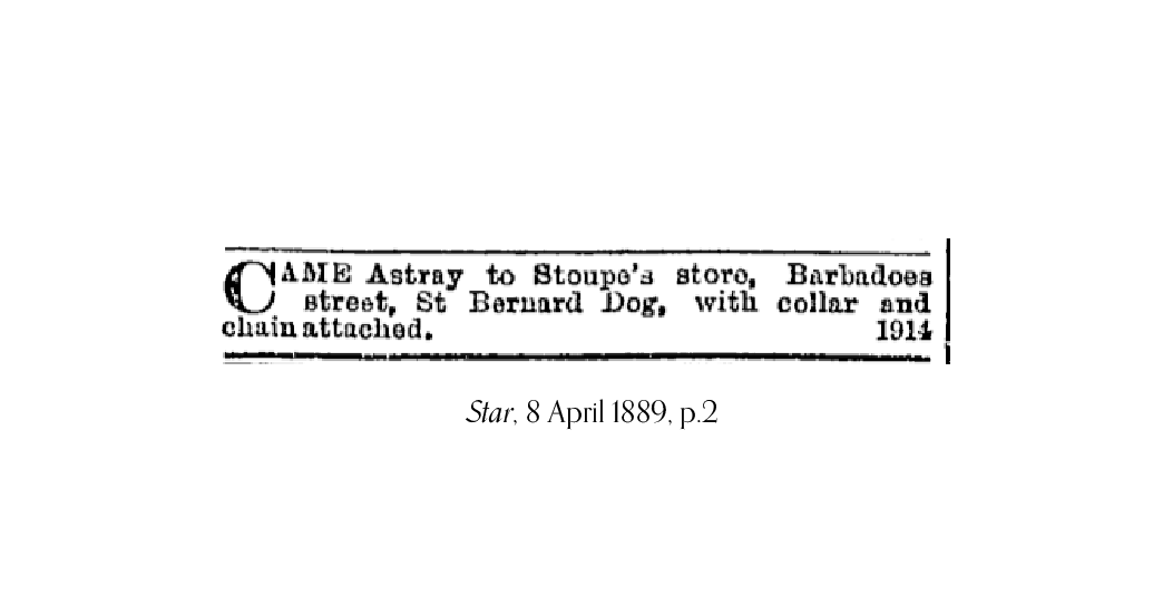 1889 newspaper advertisement placed by Stoupe's store, noting that a St Bernard dog (with collar and chain) had been found.
