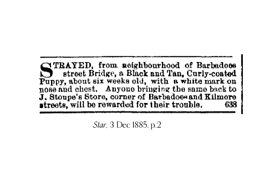 1885 newspaper advertisement placed by Stoupe's store, advising of a lost black and tan puppy, about 6 weeks old, with a white mark on its nose and chest.