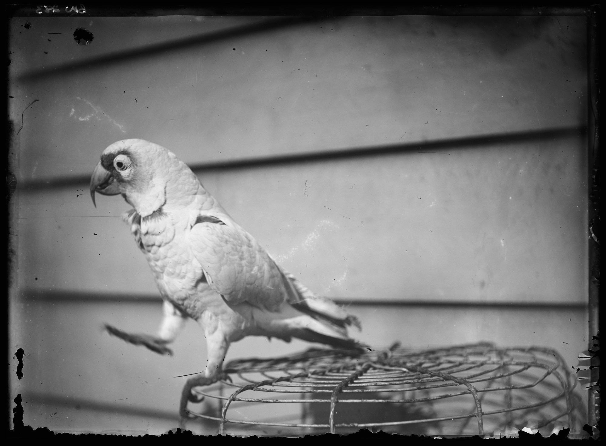 Black and white image of a white parrot, on top of a cage, outside a weatherboard building.