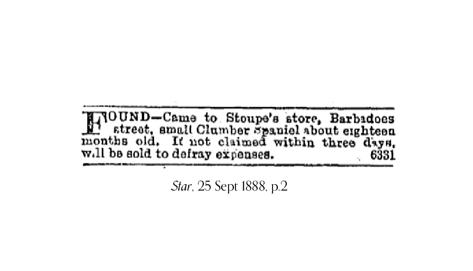 1888 newspaper advertisement placed by Stoupe's store, advising that a Clumber spaniel had been found.