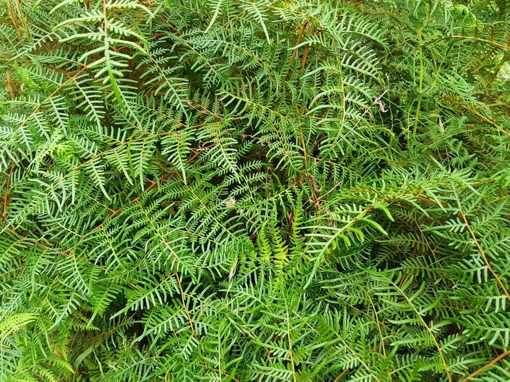 Austral bracken (Pteridium esculentum)