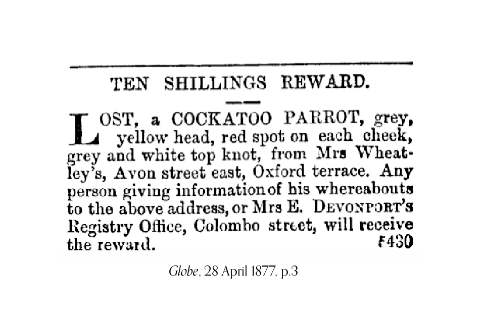 1877 newspaper advertisement advising that Mary Wheatley had lost a grey cockatoo parrot with yellow head, red spots on each cheek and a grey and white top knot.
