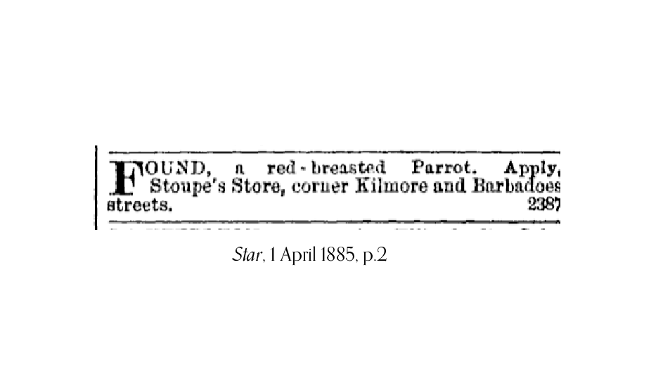 1885 newspaper advertisement from Stoupe's store, advising that they had found a red-breasted parrot.