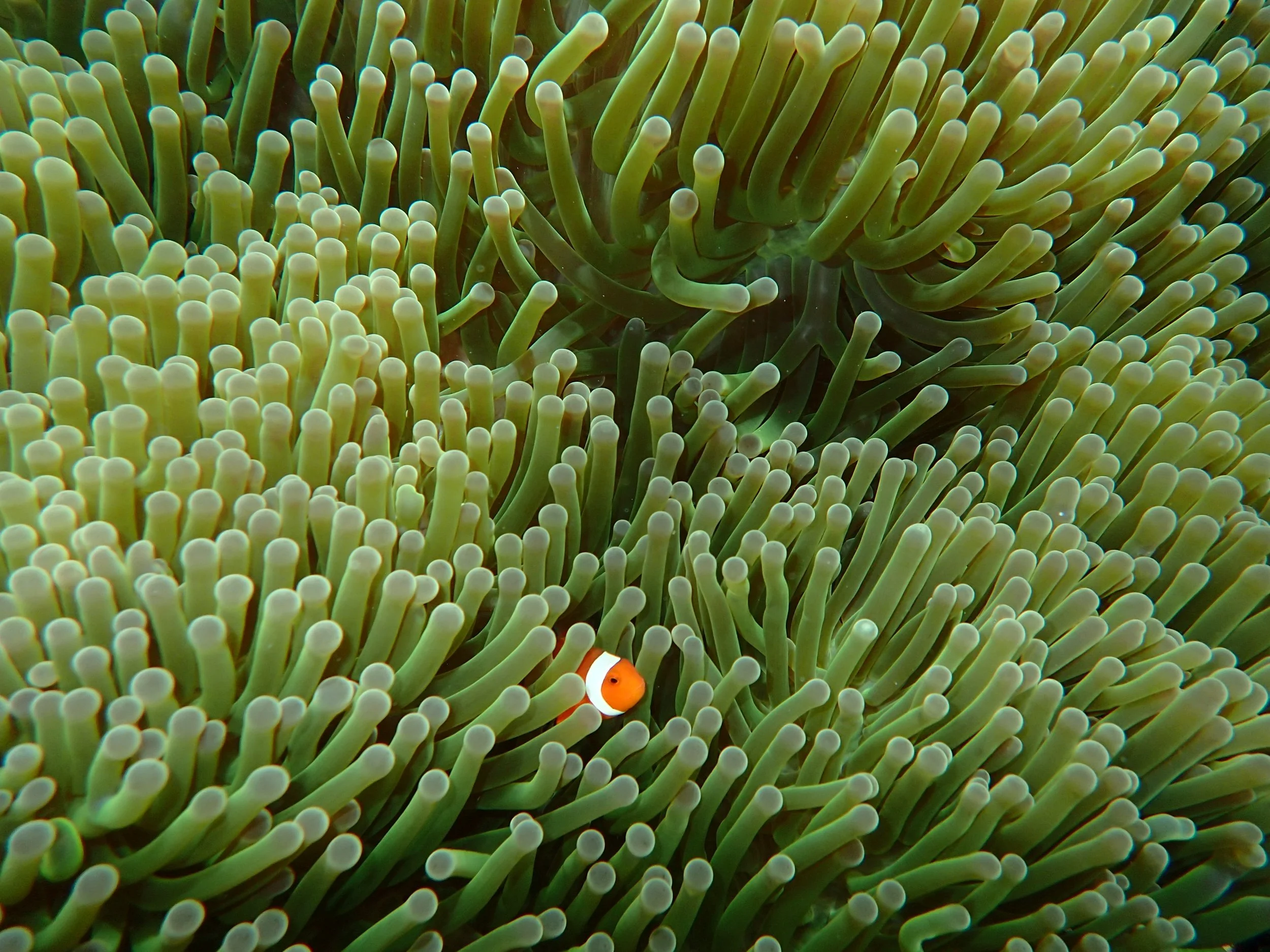 Clown Fish Two