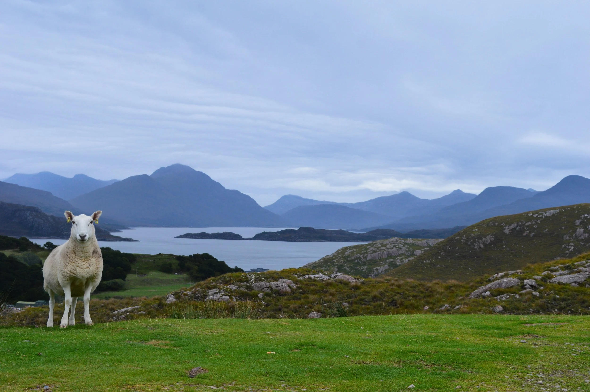 Scotland One