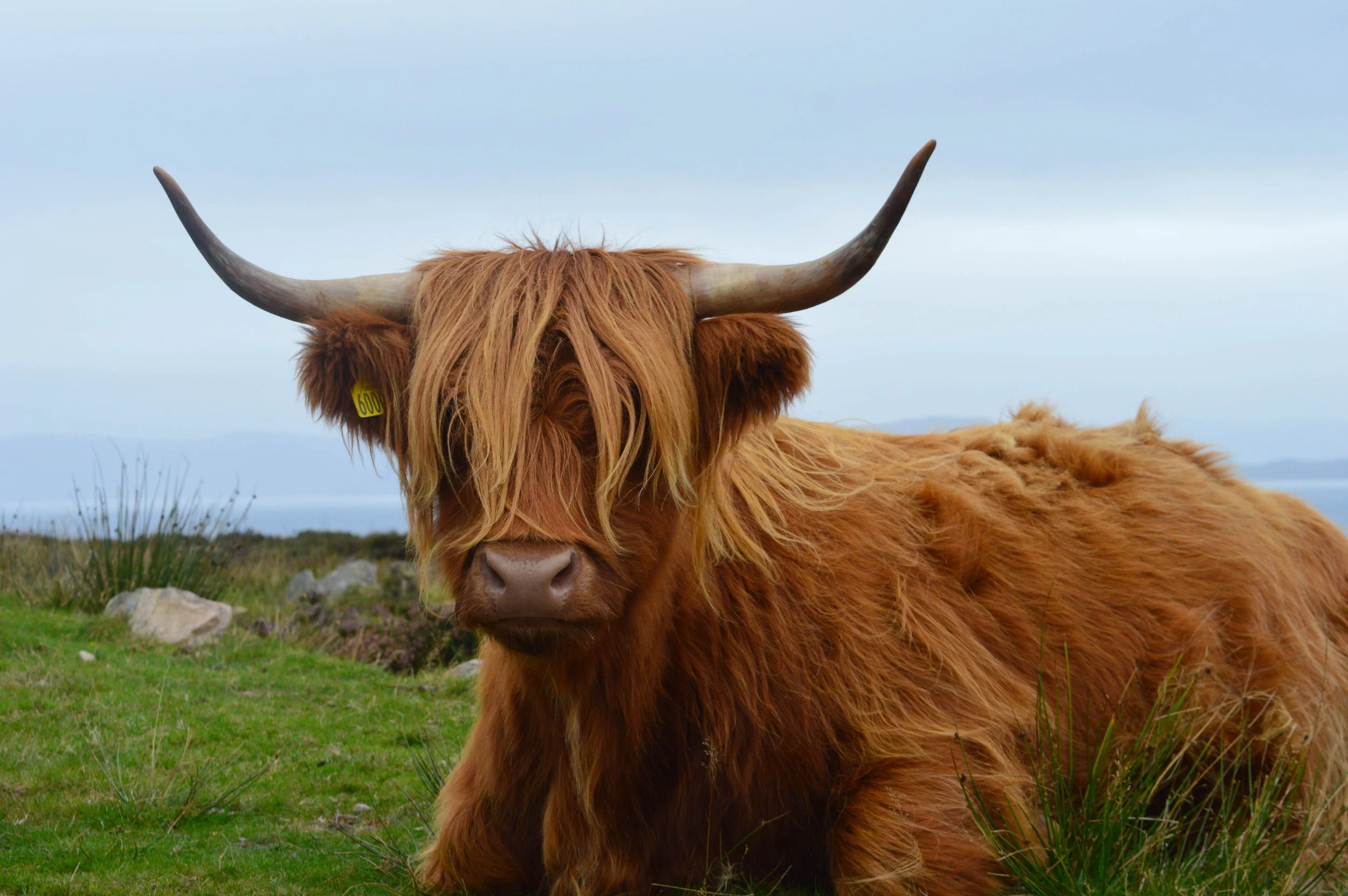 Highland Cow