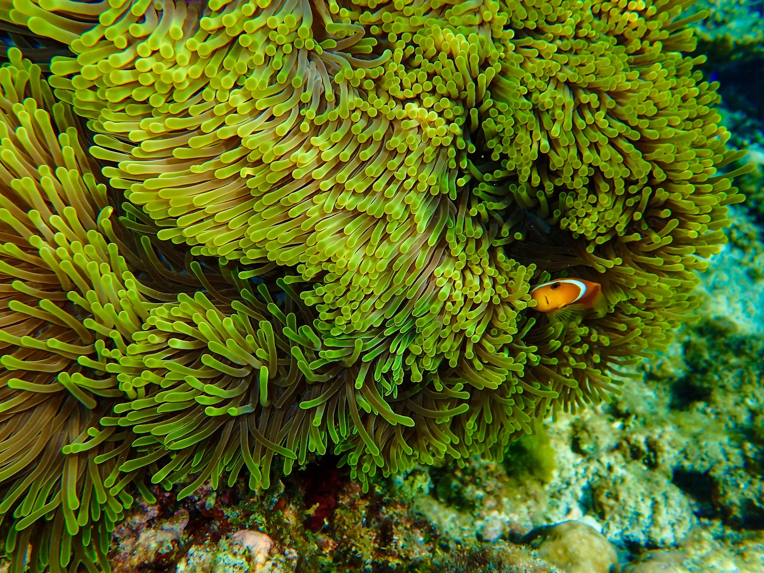 Clown Fish One