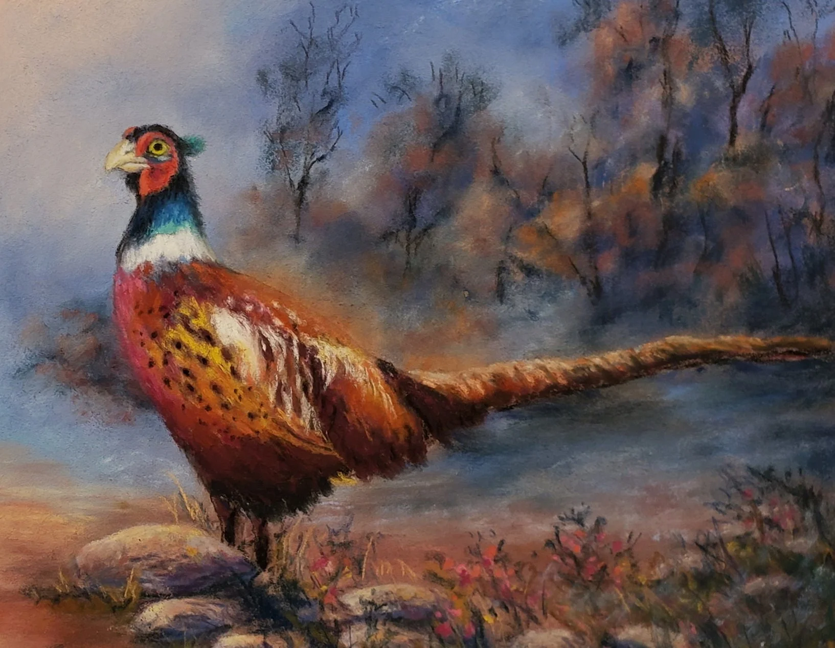 Morning Pheasant Pause - Crop.jpg