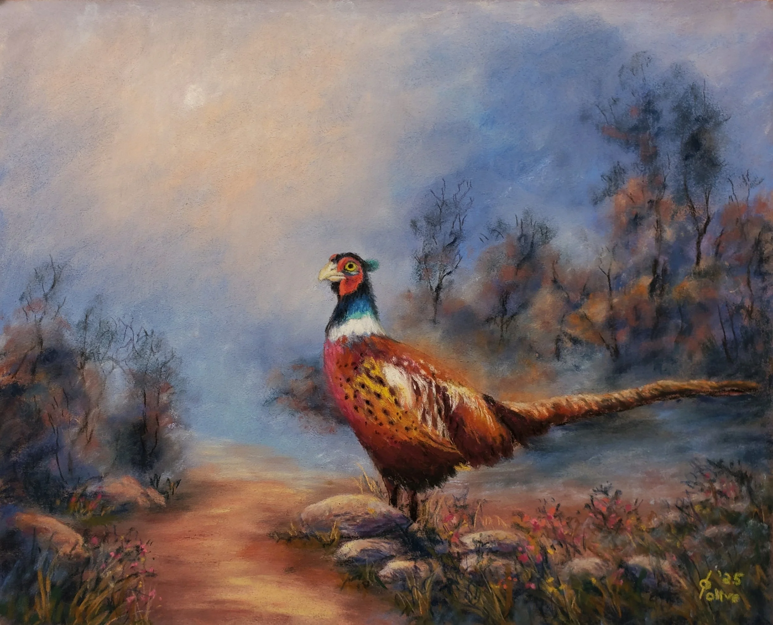Morning Pheasant Pause