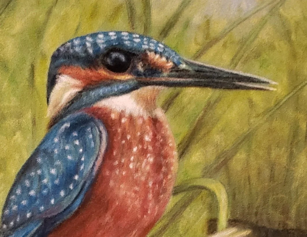 Kingfisher - Crop.jpg
