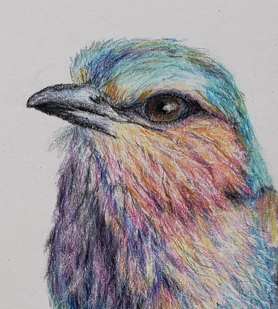 Liliac Breasted Roller - Splash of Color - Crop.jpg