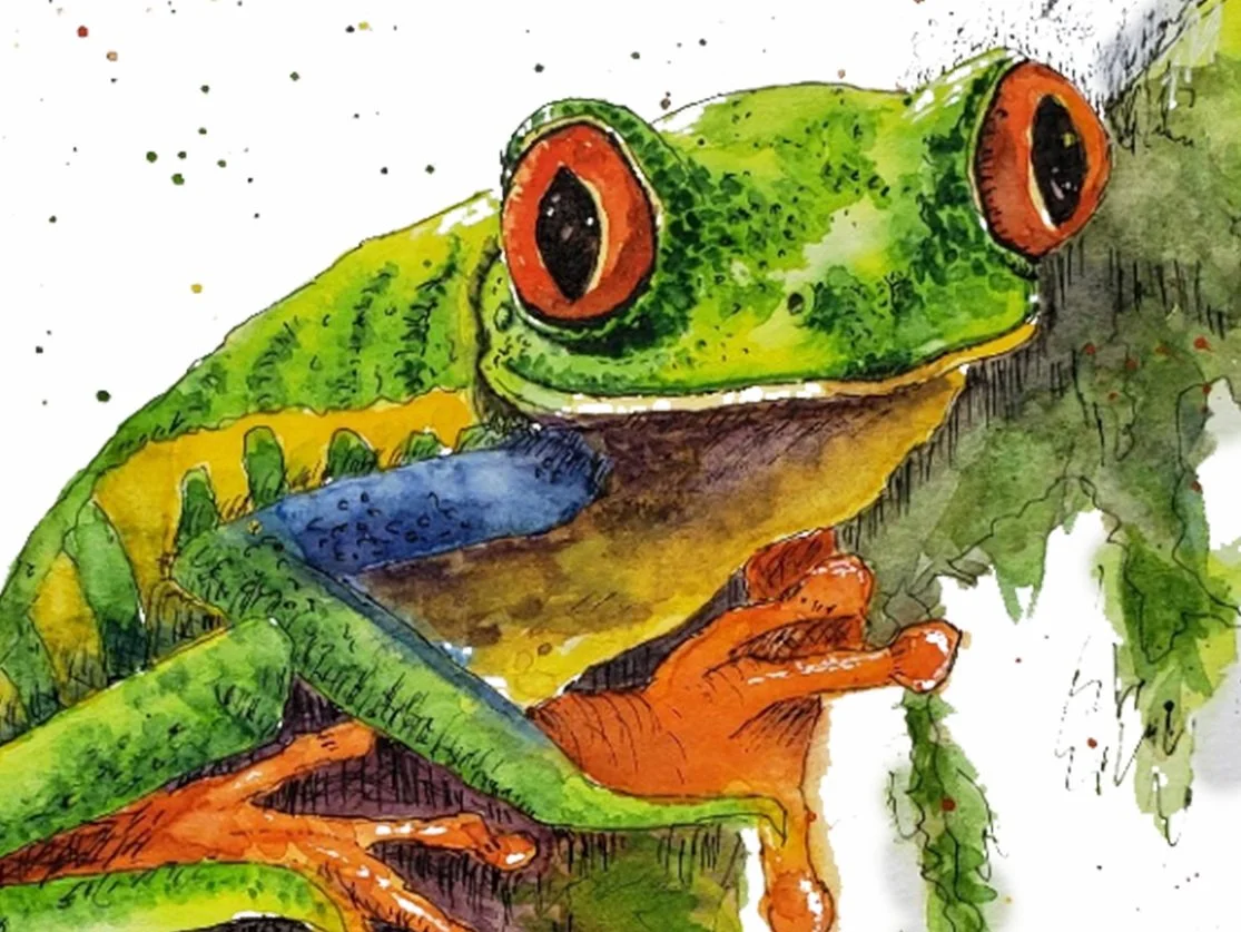 Tree Frog WC - Crop.jpg