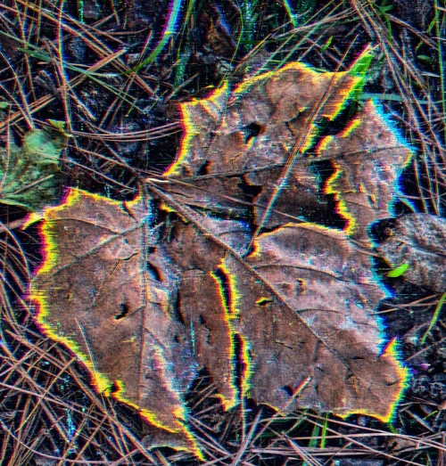 It Really Is (Autumn Leaves)