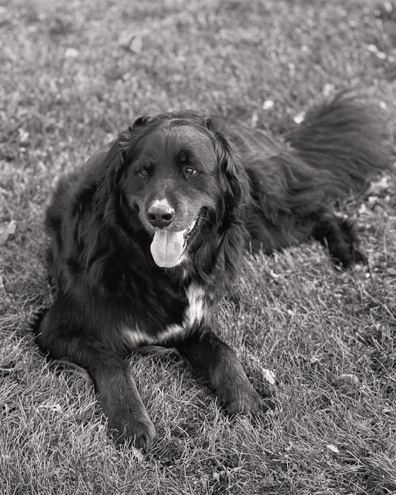 Fezzik - Vanessa's dog.