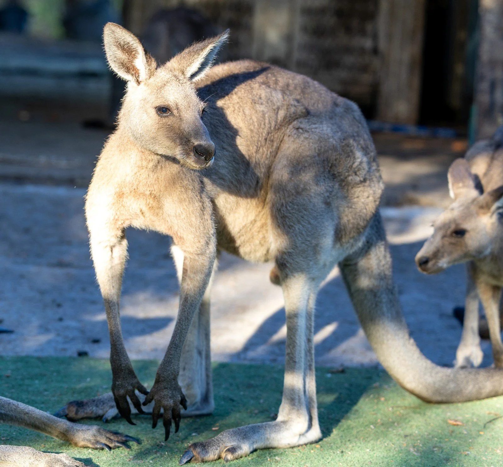 Your guide to the Sunshine Coast - Coming Soon