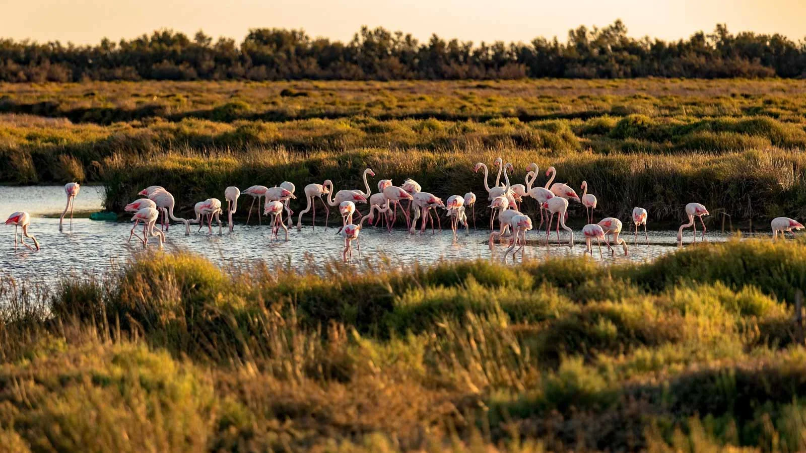 flamingos-donana-national-park-trip-from-seville.jpg